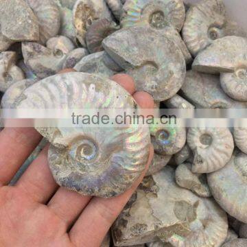 Rough Crystal Stone Rainbow Pattern Ammonite Fossil Stones For Sale