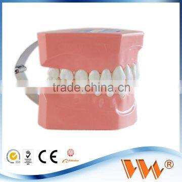 twice teeth model set for dentist or lab