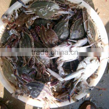 frozen blue swimming crab for sale