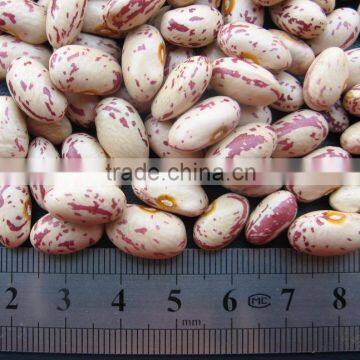 Small Round Shape Ight Speckled Kidney Bean Pinto Bean photo-3