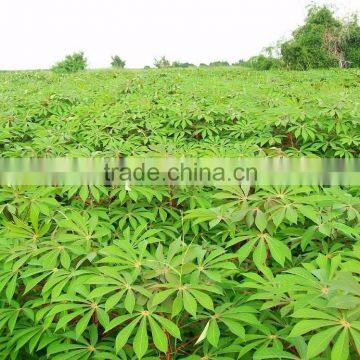 Cassava Leaf Grade A with high quality from Vietnam