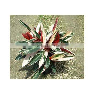 Stromanthe sanguinea triostar Calathea Triostar Stromanthe Triostar Trio Star