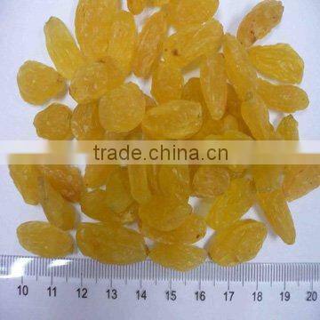 Golden Sun Raisins, Hand Selected Quality