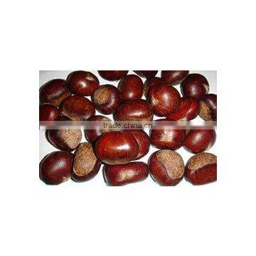 Cheap price new raw fresh chestnut to eat