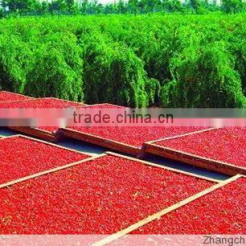 Organic Goji Berries Plant Seeds For Growing Nutrition Goji Wolfberry Fruit