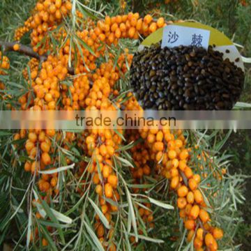 Planting Sea Buckthorn Seeds Economic Year Can Last Above 25 Years