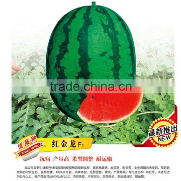 High Yield Chinese Hybrid F1 Sweet Watermelon Seeds For Growing-Red Gold Dragon F1