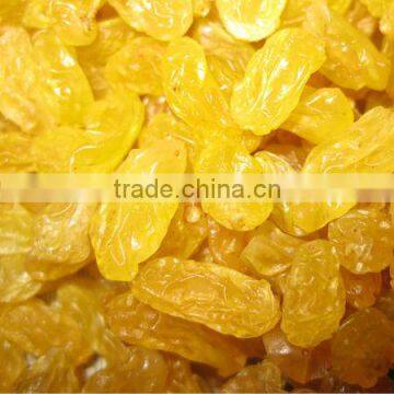 Thompson seedless golden raisin