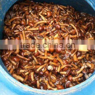 factory lowest price for nameko in brine Liaoning nameko mushroom Professional supplier pickled nameko