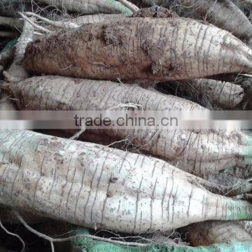 Low Price Kudzu Root Extract Powder