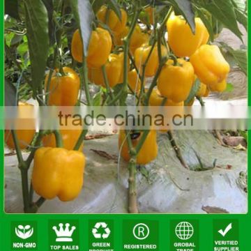 MSP20 HG hybrid light f1 hybrid yellow sweet pepper seeds for sale