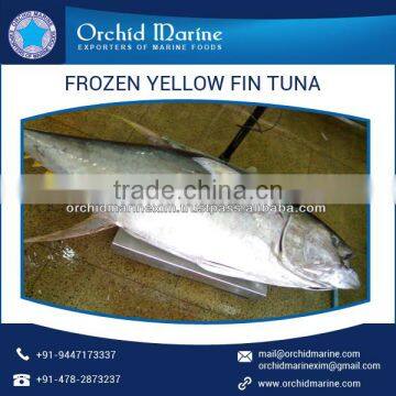 Yellowfin Tuna With Definite Flavor Available From Top Manufacturer/Supplier photo-4