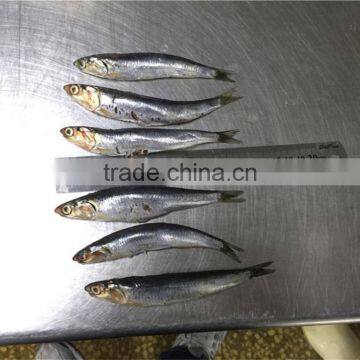 Good Quality Frozen Whole anchovy