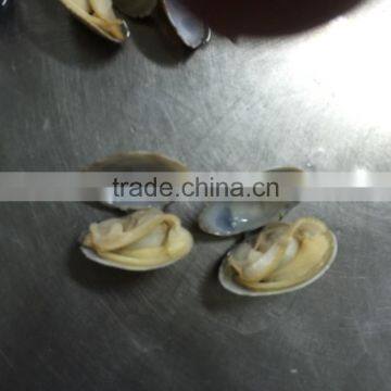 V-packed Cooked Short Clam Necked in Shell photo-6