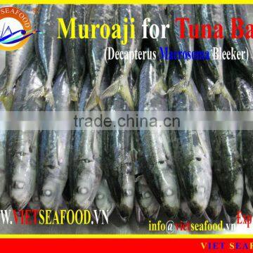 FROZEN MUROAJI FOR TUNA BAIT