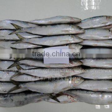 Frozen Fish Frozen Sardine 60--80