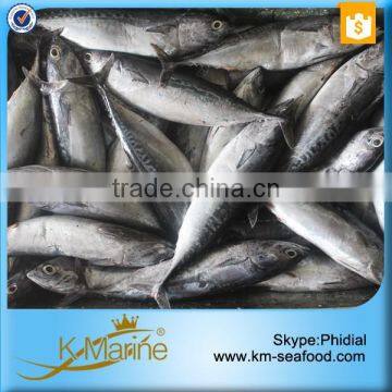 Seafood Frozen Fish Bonito WR With Prices photo-6