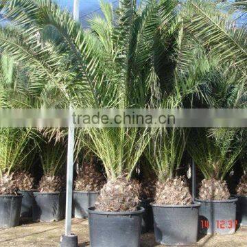 Phoenix Canariensis palm tree
