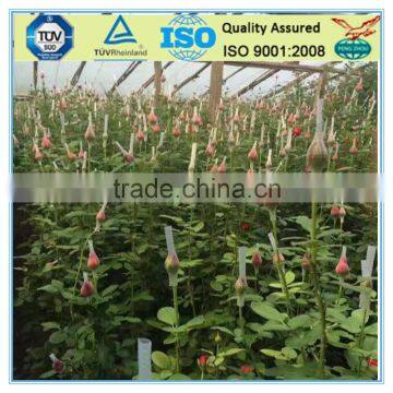 Safeguarded Cheap Rose Flower Bud Netting photo-2