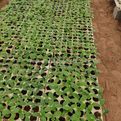 Good Quality High Yield Hybrid F1 Green Cucumber Seeds for Sale photo-3