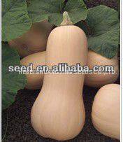 Tough Rind Orange Skin Hybrid Pumpkin Seeds photo-3