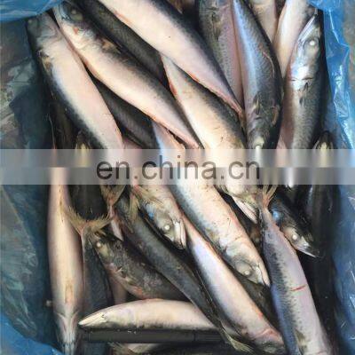 Frozen Pacific Mackerel Fish Scomber Japonicus