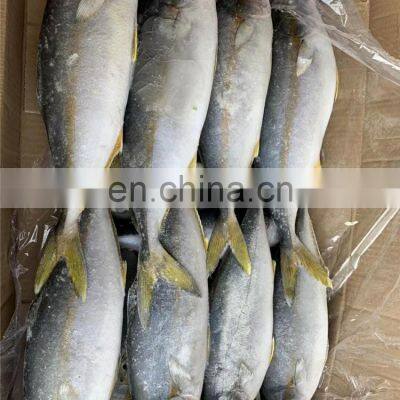Frozen Yellow Tail Fish Yellowtail Fillet Yellowtail Fish Loin Seriola Quinqueradiata photo-5