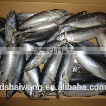 Small size 200 - 300 g / pcs frozen bonito