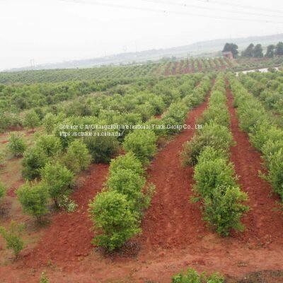 Tea Seed Pellets Extracted From Camellia Seed for Oil photo-2