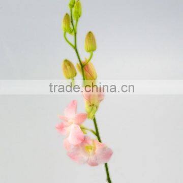 New new arrival orchids natural orchid flowers plants