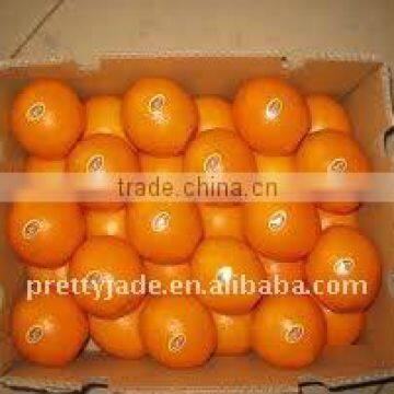 Chinese fresh Navel orange packed in 15kg carton