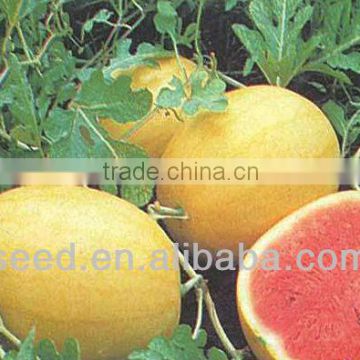 Golden Pard planting seedless watermelon hybrid seed