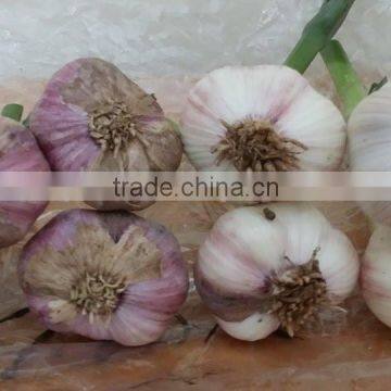 WHITE FRESH GARLIC VIETNAM