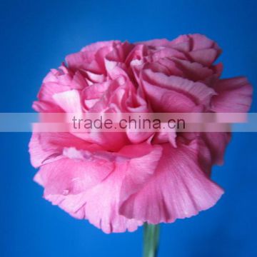 Diversified in packaging promotional 2015 hot sale fresh carnation