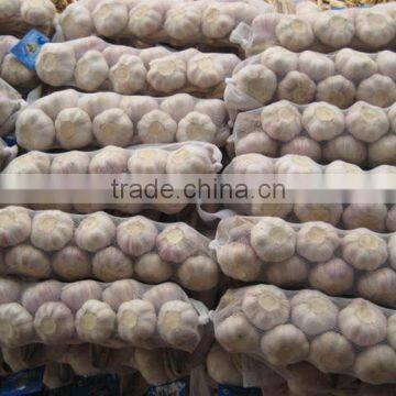 chinese garlic