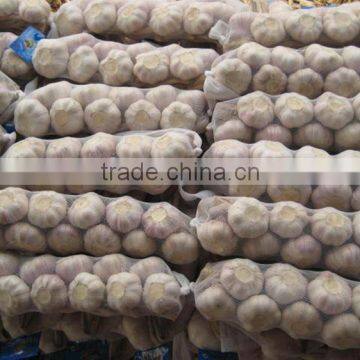Chinese Garlic
