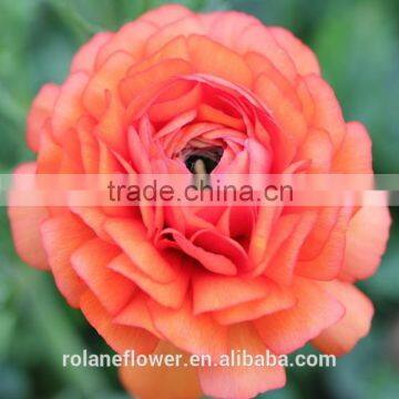 kunming importers bulk big petals real natural cut yellow light fan columbine flowers