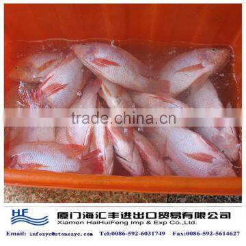 red tilapia exporters