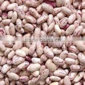 2015CHINA speckle kidney beans for sale