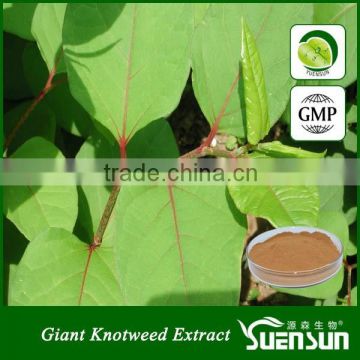 GMP factory supply giant knotweed extract resveratrol bulk powder