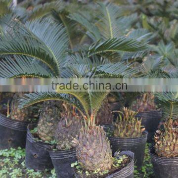 Artificial indoor sago palm landscaping