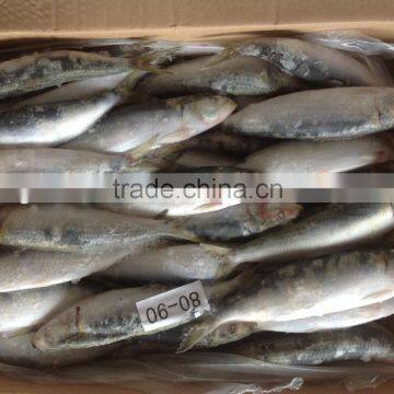 2016 Best Quality Frozen Sardine for Bait 8-9pcs/kg