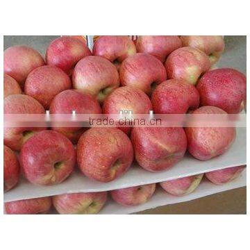 Fuji Apple Farm Export
