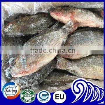 China Export Tilapia Fish Whole Round Seafood Product photo-4