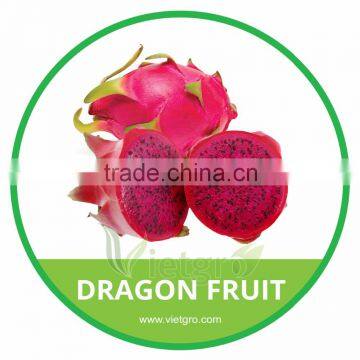 HIGH QUALITY FRESH RED DRAGON FRUIT // PITAYA // VIETNAMESE EXOTIC FRUITS