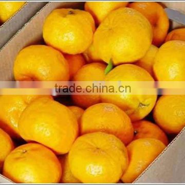 Mandarin Orange Fruit