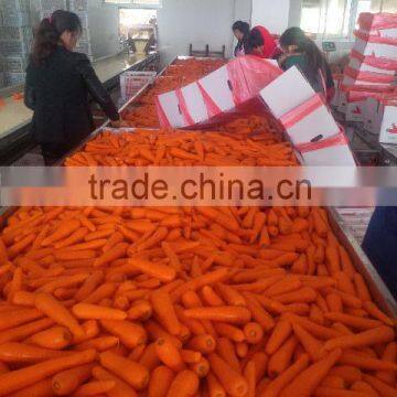 china fresh new arrival carrot in 2015