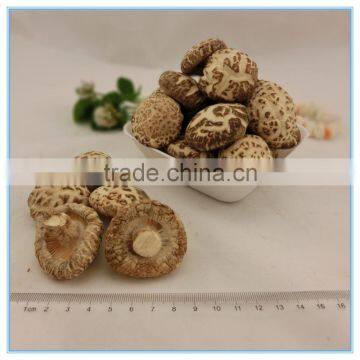 Dried Mushroom Export price from Mushroom Greenhouse