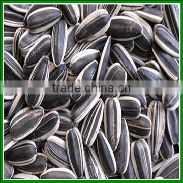 Spiced or Salted Sunflower Seeds 5009, 363 and 3939 With Best Quality For Sale