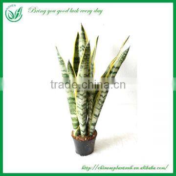 Sansevieria Bonsai for Maket